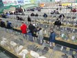 Największa w Polsce wystawa królików i drobnego inwentarza za nami